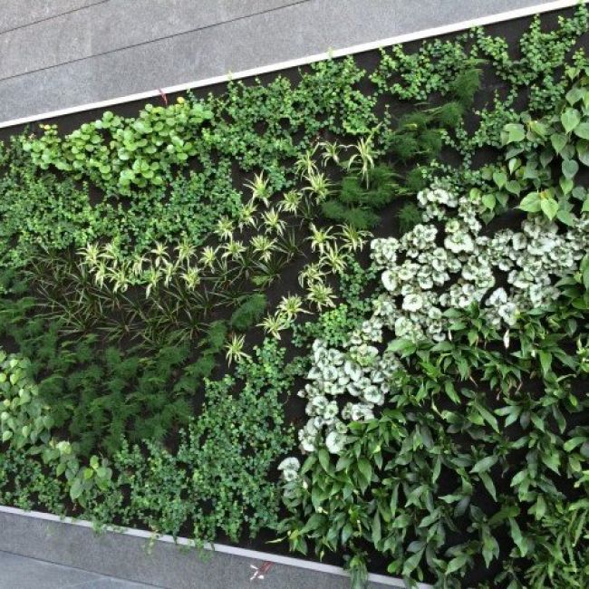 Proyecto de jardín vertical de interior
