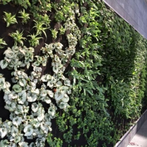 Jardines verticales