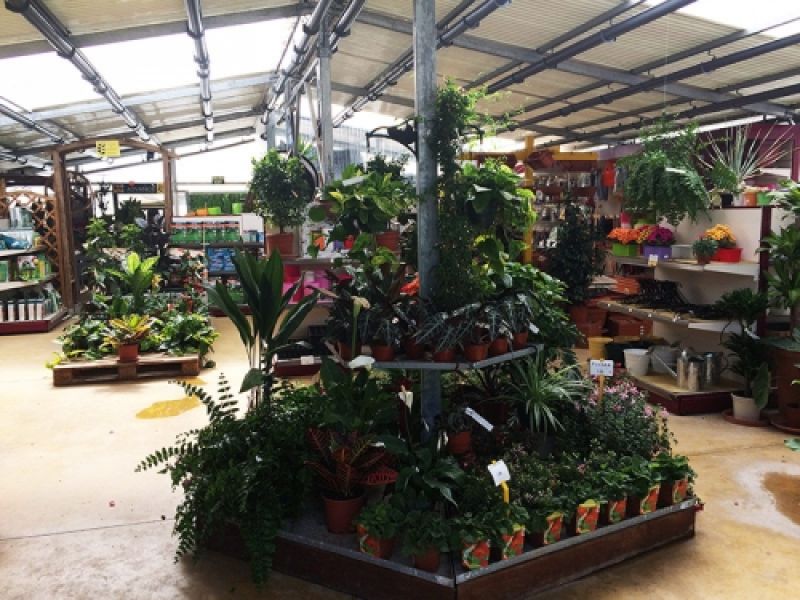 plantas